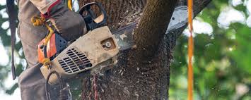 Best Stump Grinding and Removal  in Baldwin, GA