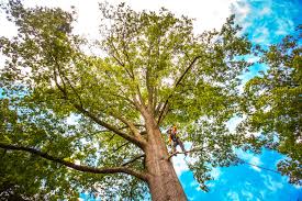 How Our Tree Care Process Works  in  Baldwin, GA