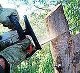 Trusted Baldwin, GA Tree Services Experts