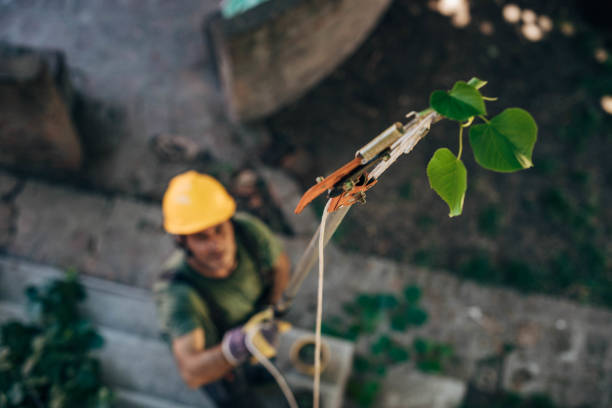 Best Arborist Consultation Services  in Baldwin, GA